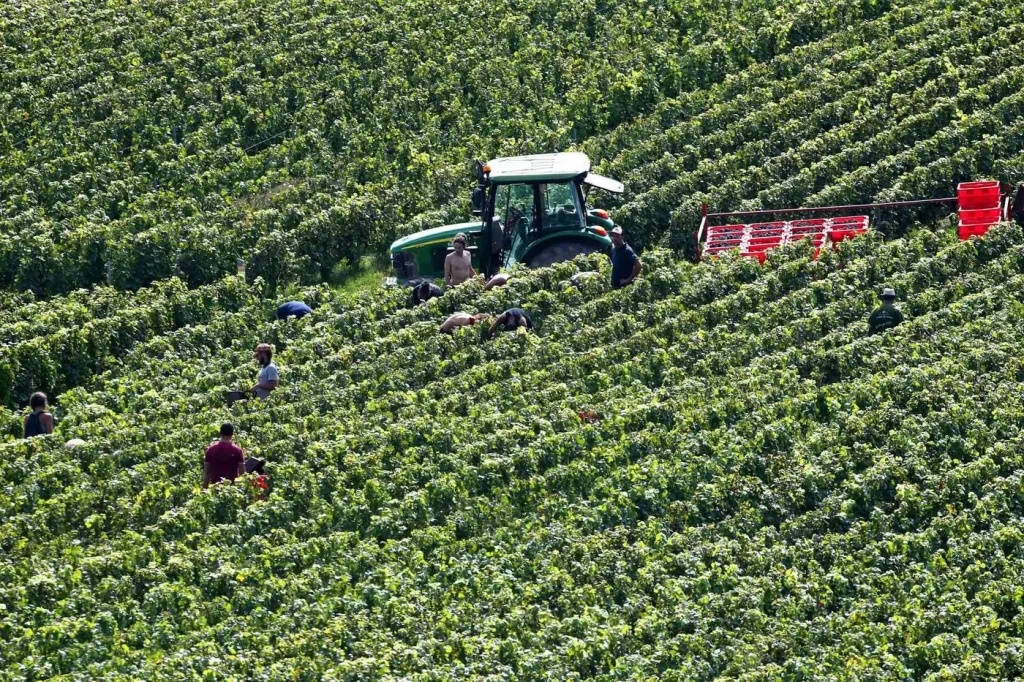 Small but mighty wine vintage expected Small but mighty wine vintage expected