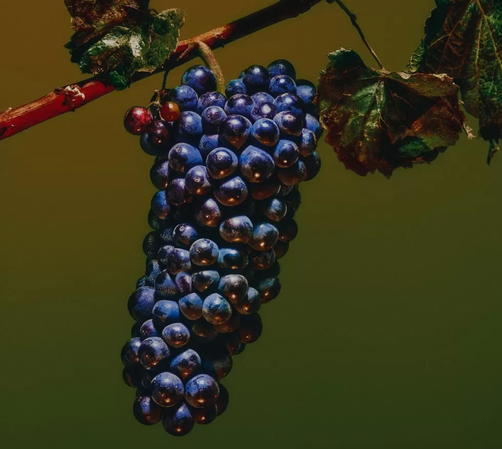 Small but mighty wine vintage expected