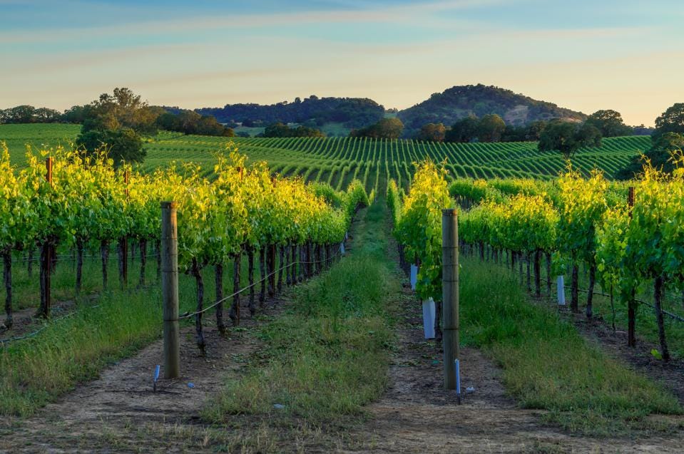 Is California’s $46 billion wine industry prepared for climate change?