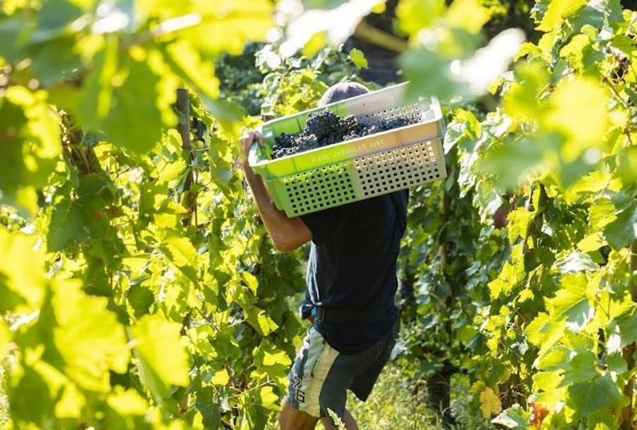 Wine harvest report 2023: France